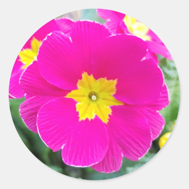 Pink Pansy im Park Classic Round Aufkleber (Vorderseite)