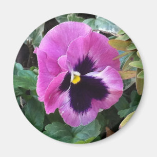 Pink Pansy Magnet