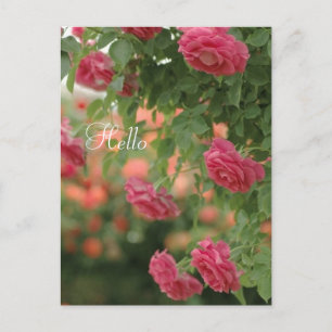 Pink Passion Post Card Postkarte