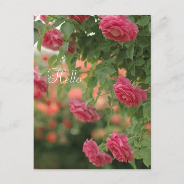 Pink Passion Post Card Postkarte (Vorderseite)