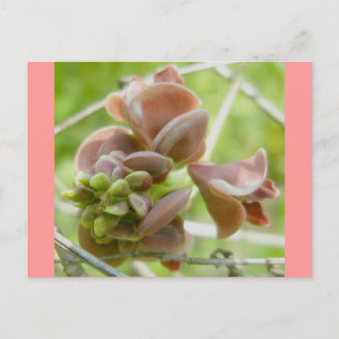 Pink Pea-like Blume Postcard Postkarte