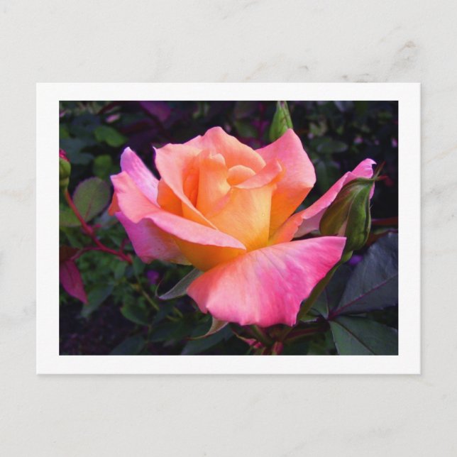 Pink Peach and Yellow Rose Postcard Postkarte (Vorderseite)