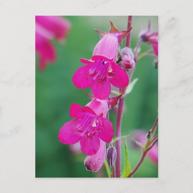 Pink Penstemon Blume Postkarte (Vorderseite)
