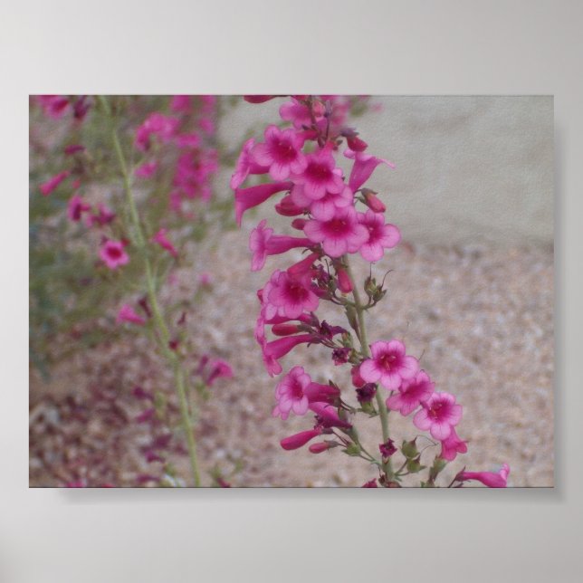 Pink Penstemons Poster (Vorne)