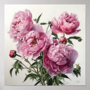 Pink Peongs Blume Art Print Poster