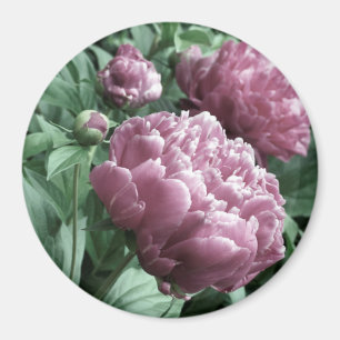Pink Peonies Magnete