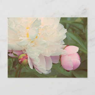 Pink Peonies Peony Blume Postcard Postkarte