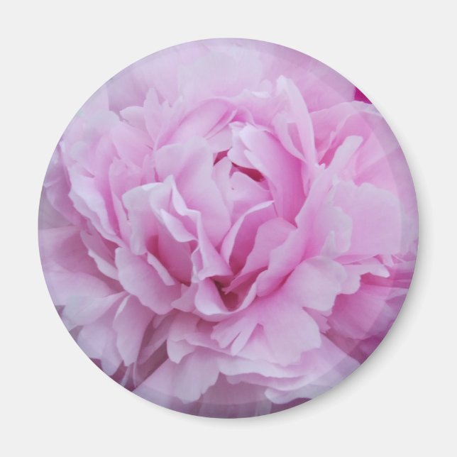 Pink Peonies / Peony Magnet (Vorne)