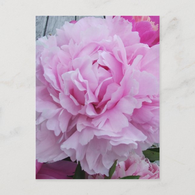 Pink Peonies / Peony Postcard Postkarte (Vorderseite)