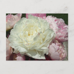 Pink Peonies / Pink Peony Postcard Postkarte