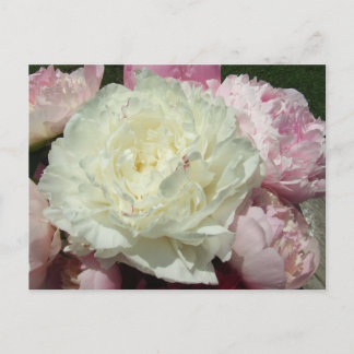 Pink Peonies / Pink Peony Postcard Postkarte