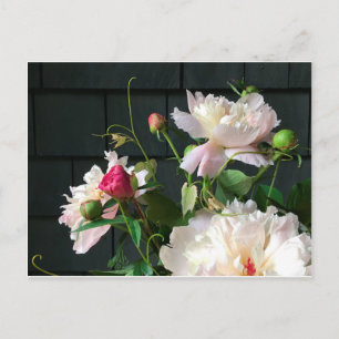 Pink Peonies Postcard Postkarte
