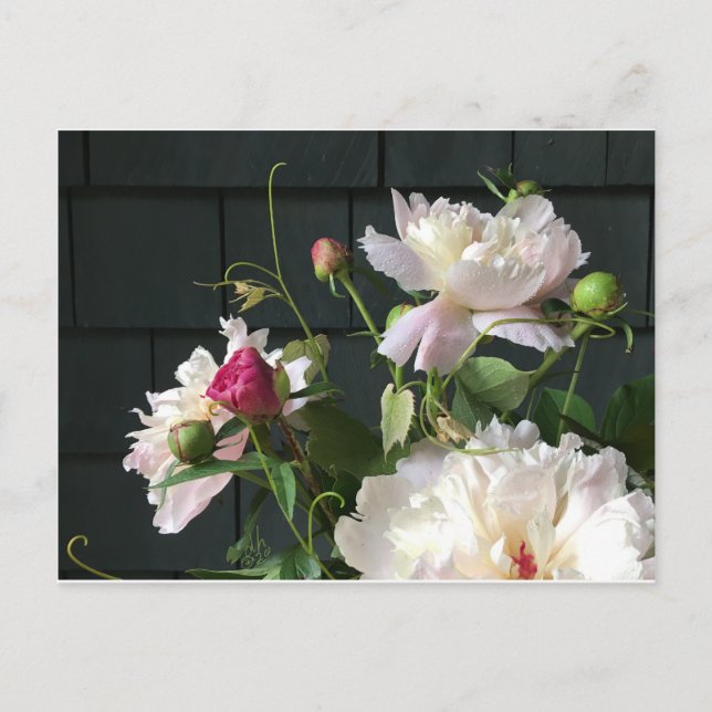 Pink Peonies Postcard Postkarte (Vorderseite)