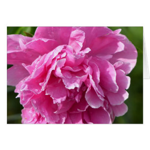 Pink Peony