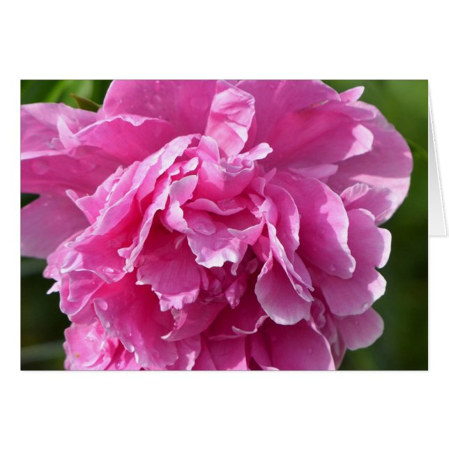 Pink Peony (Vorderseite (Horizontal))