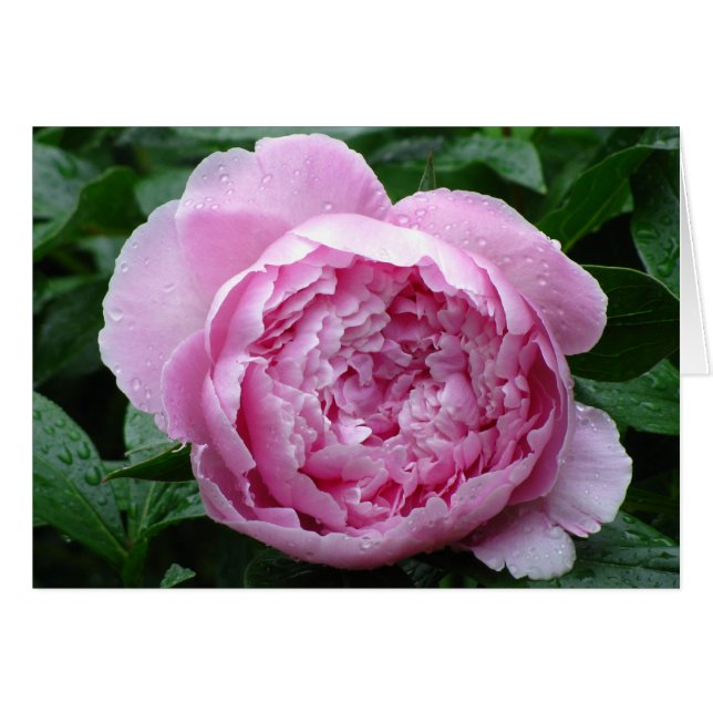 Pink Peony (Vorderseite (Horizontal))
