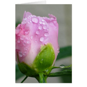 Pink Peony