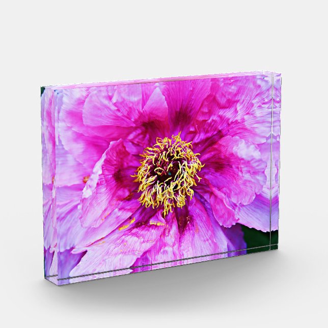 Pink Peony Acrylic Block (Links)