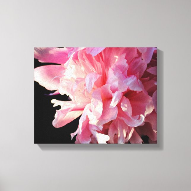 Pink Peony auf schwarzem Hintergrund Canvas Print Leinwanddruck (Vorderseite)