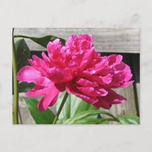 Pink Peony Bloom Postkarte