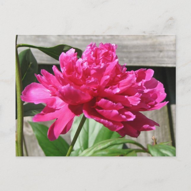 Pink Peony Bloom Postkarte (Vorderseite)