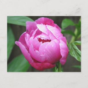 Pink Peony Bloom Postkarte