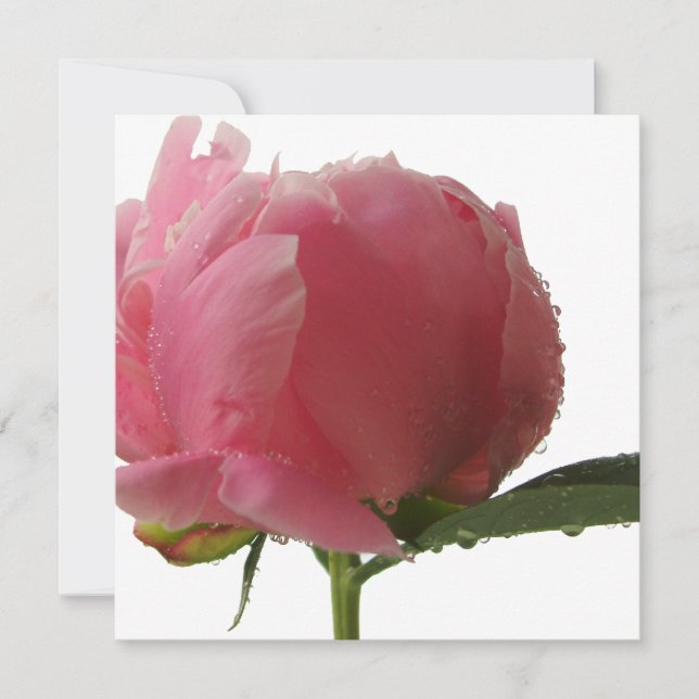 Pink Peony Blossom (Vorderseite)