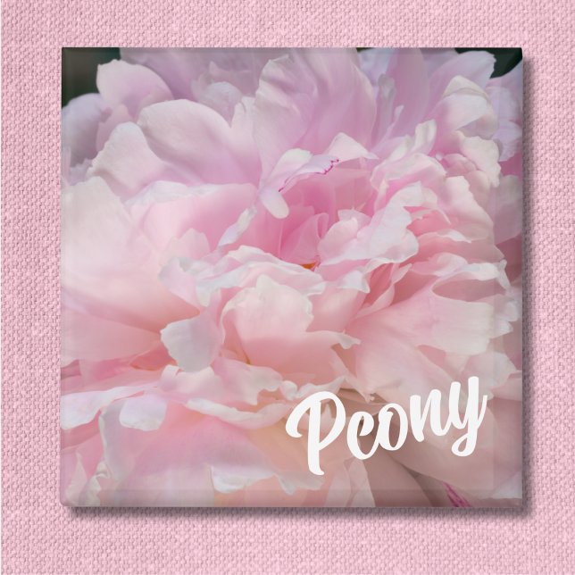 Pink Peony Blossom für Peony Lovers Magnet (Von Creator hochgeladen)