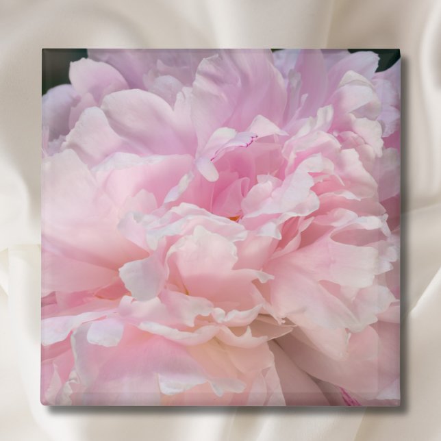 Pink Peony Blossom Magnet (Von Creator hochgeladen)