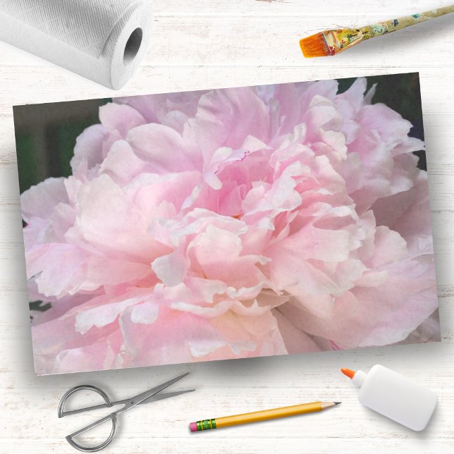 Pink Peony Blossom Seidenpapier (Von Creator hochgeladen)