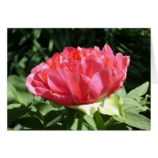 Pink Peony Blume (Vorderseite (Horizontal))