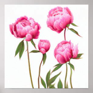 Pink Peony Blume Art Print Poster