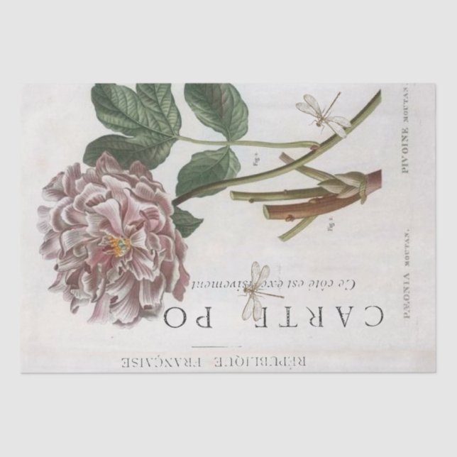 Pink Peony Blume Botanischer französischer Drachen Seidenpapier (Vorderseite)