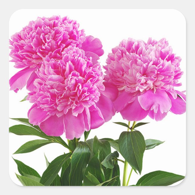 Pink Peony Blume Bouquet Stickers (Vorderseite)