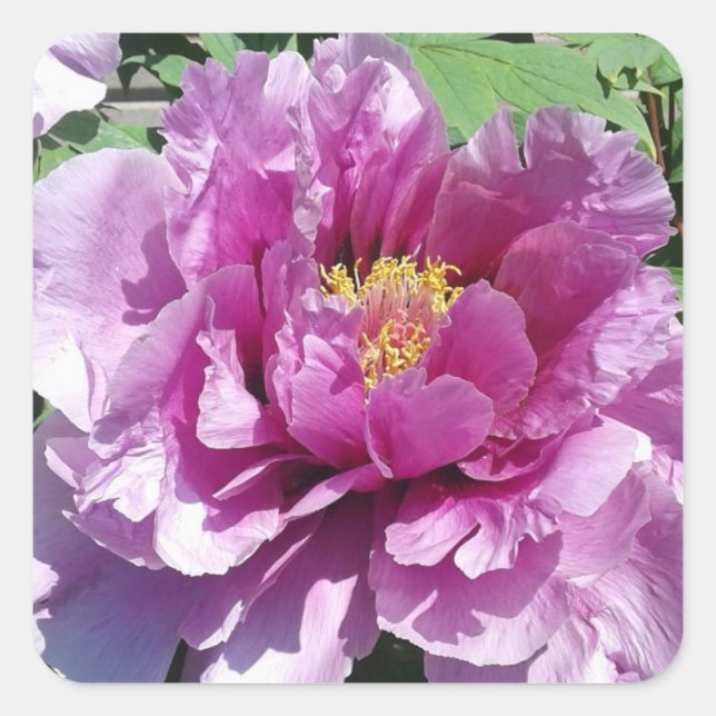 Pink Peony Blume Foto Square Stickers (Vorderseite)