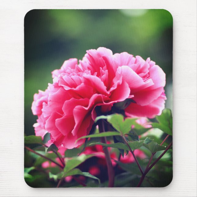 Pink Peony Blume im Garten-33333 Mousepad (Vorne)