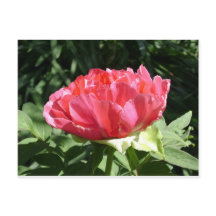 Pink Peony Blume