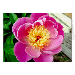 Pink Peony Blumen Blank Card