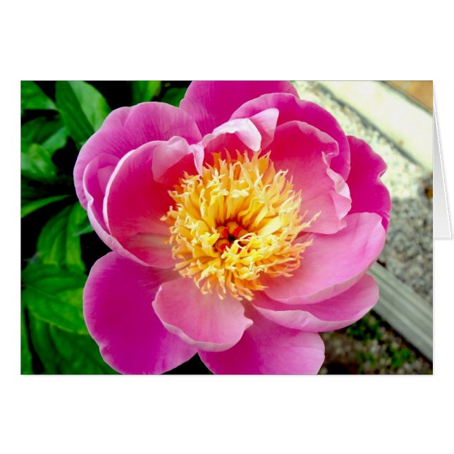 Pink Peony Blumen Blank Card (Vorderseite (Horizontal))