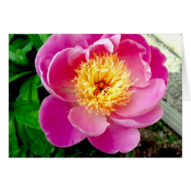 Pink Peony Blumen Blank Card (Vorderseite (Horizontal))