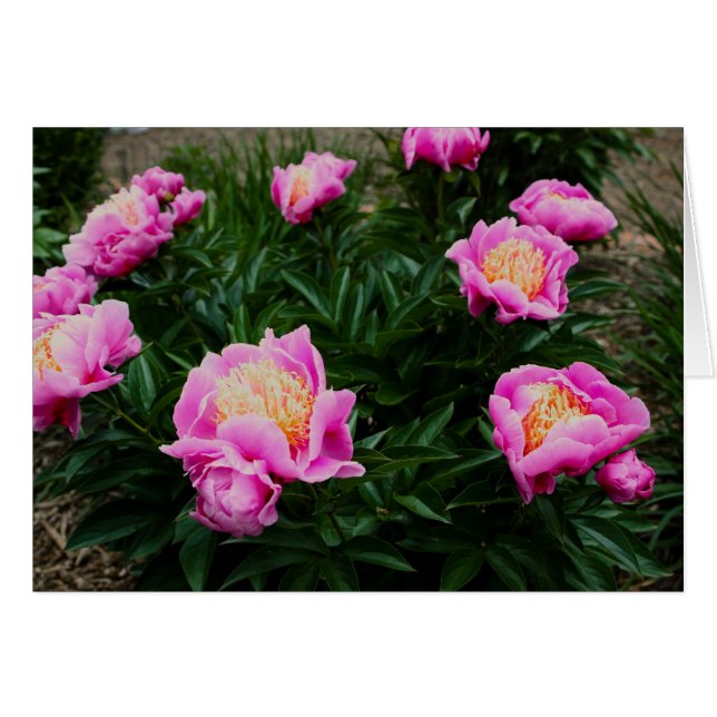 PINK PEONY CARD (Vorderseite (Horizontal))