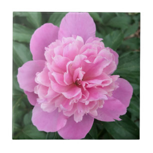 Pink Peony Fliese