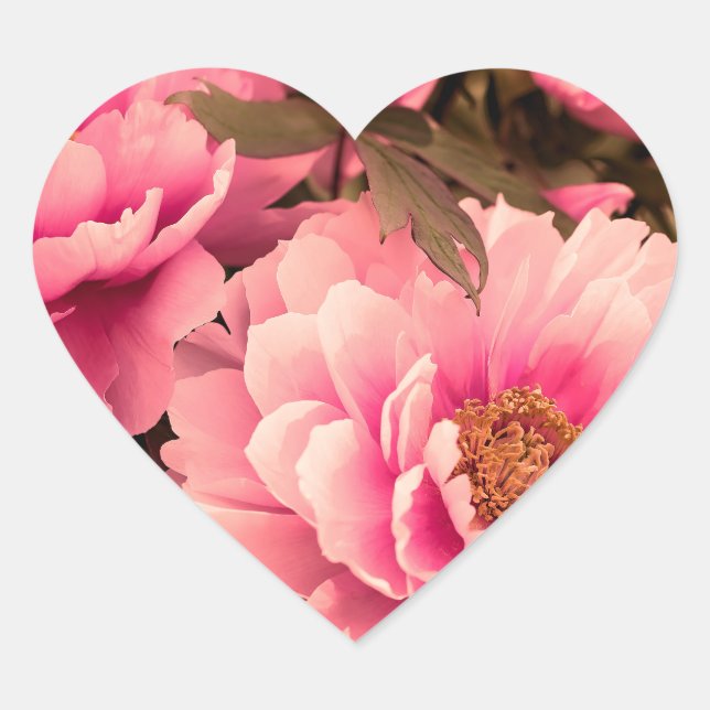 Pink  Peony Flower Herz-Aufkleber (Vorderseite)