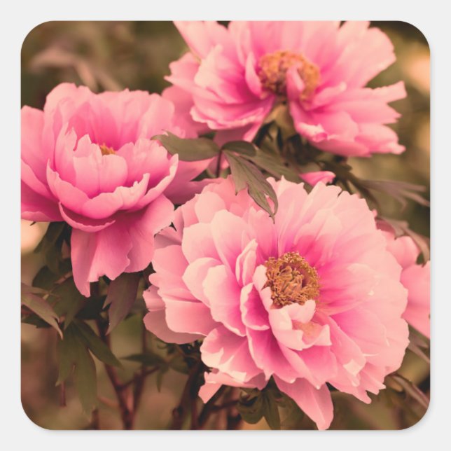 Pink  Peony Flower Quadratischer Aufkleber (Vorderseite)