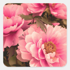 Pink  Peony Flower Quadratischer Aufkleber