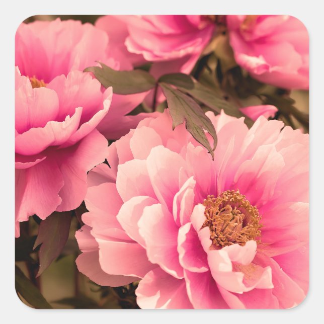 Pink  Peony Flower Quadratischer Aufkleber (Vorderseite)