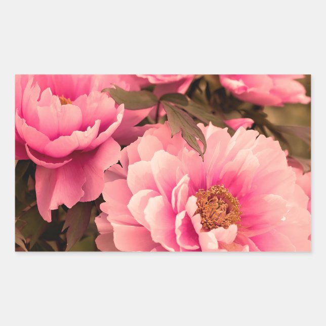 Pink  Peony Flower Rechteckiger Aufkleber (Vorderseite)