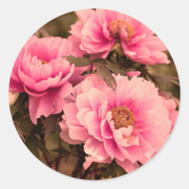 Pink  Peony Flower Runder Aufkleber