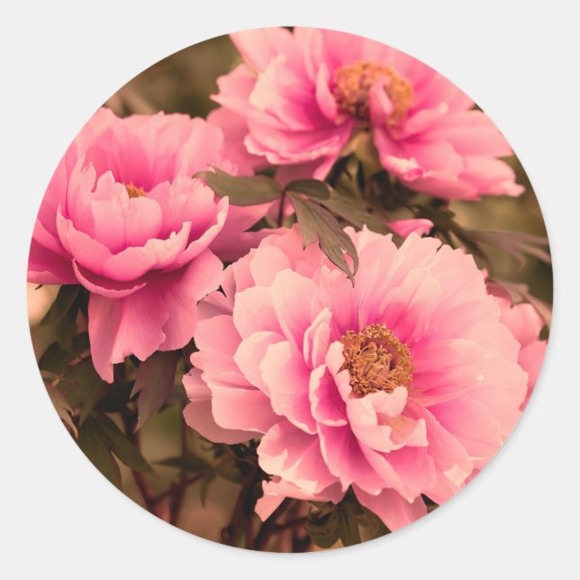 Pink  Peony Flower Runder Aufkleber (Vorderseite)