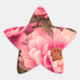 Pink  Peony Flower Stern-Aufkleber